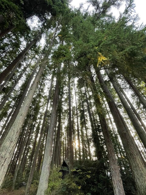 Image facing up into trees with small shed/ cabin