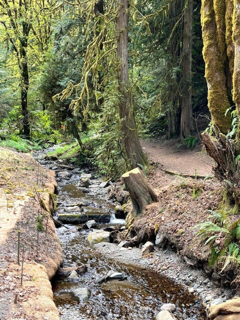 Creek through forest